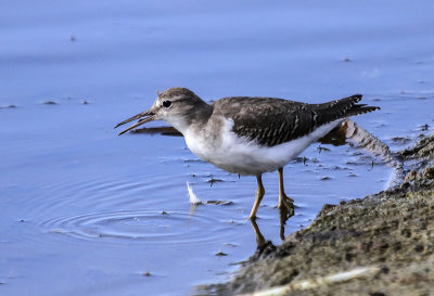 Solitary Sandpiper