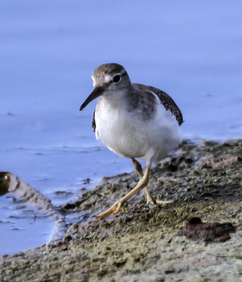 Solitary Sandpiper