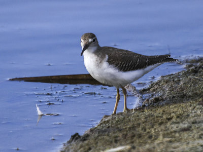 Solitary Sandpiper