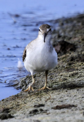 Solitary Sandpiper