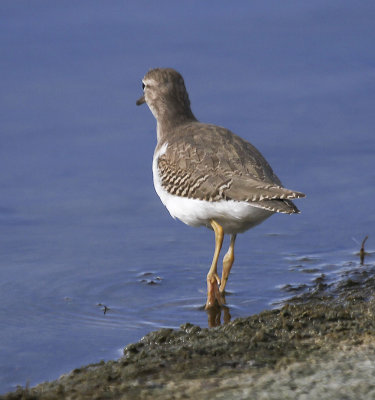 Solitary Sandpiper