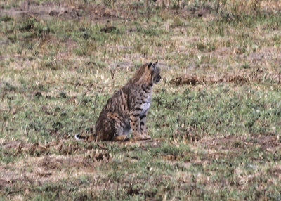 Bobcat