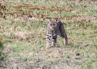 Bobcat