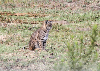 Bobcat