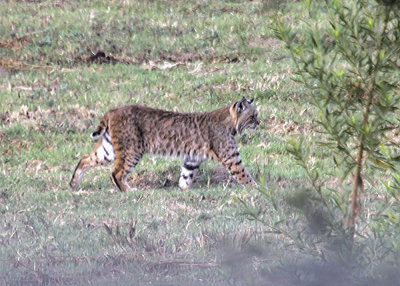 Bobcat