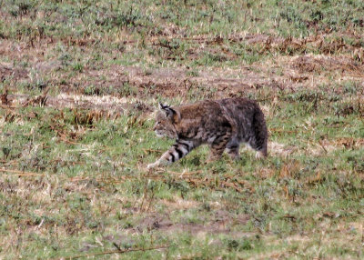 Bobcat