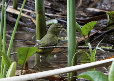 Orange-crowned Warbler