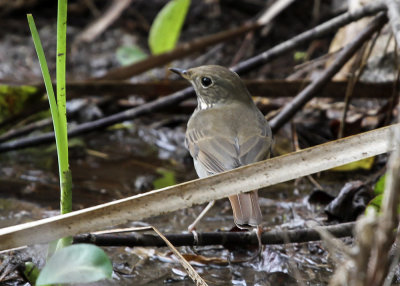 Hermit Thrush