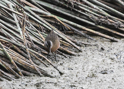 Virginia Rail