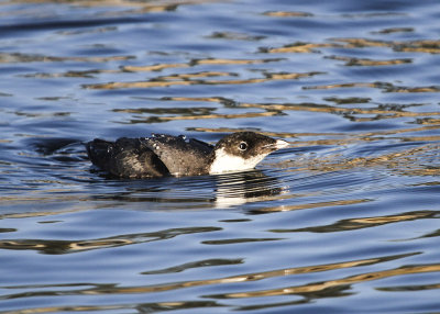 Ancient Murrelet