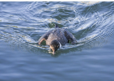 Ancient Murrelet
