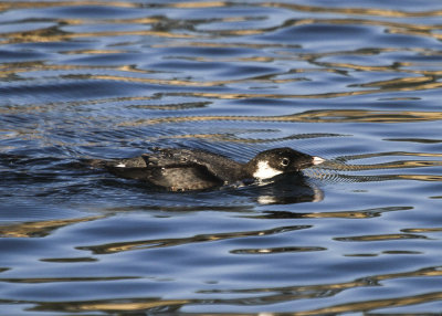 Ancient Murrelet