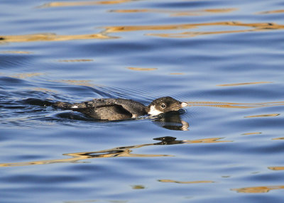 Ancient Murrelet