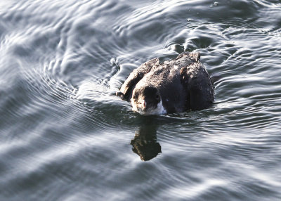 Ancient Murrelet