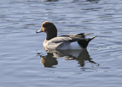 Eurasian Wigeon