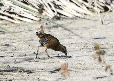 Virginia Rail