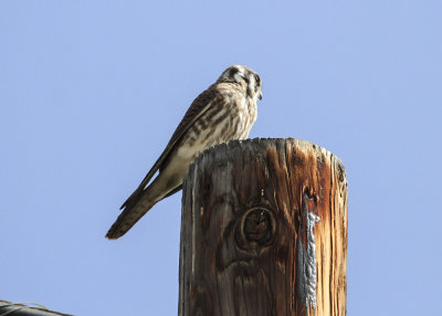 American Kestrel