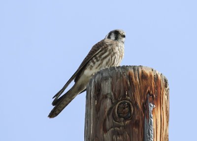 American Kestrel