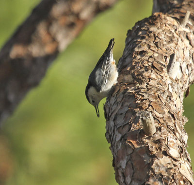 White-breasted Nuthatch