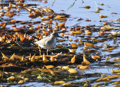 Solitary Sandpiper