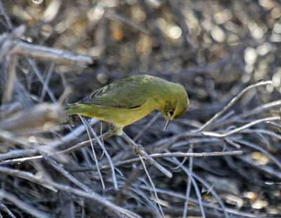 Orange-crowned Warbler