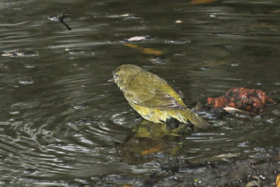 Orange-crowned Warbler
