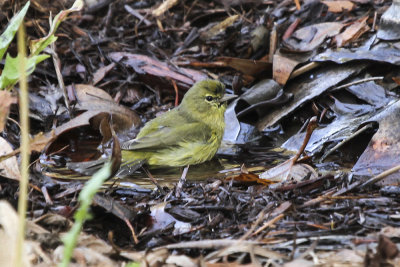 Orange-crowned Warbler