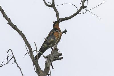 Varied Thrush