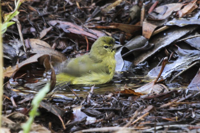 Orange-crowned Warbler