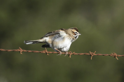 Lark Sparrow 