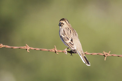 Lark Sparrow 