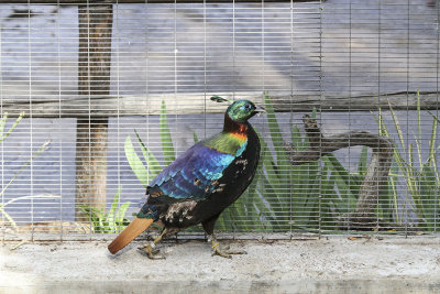 Himalayan Monal