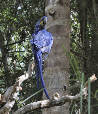 Hyacinth Macaw