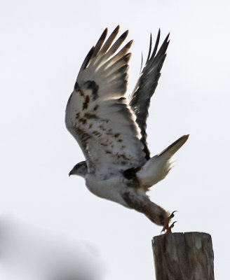 Ferruginous Hawk