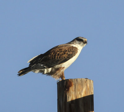 Ferruginous Hawk
