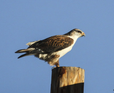 Ferruginous Hawk