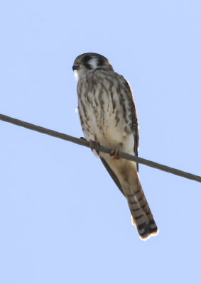American Kestrel