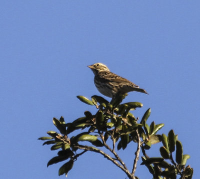 Lark Sparrow