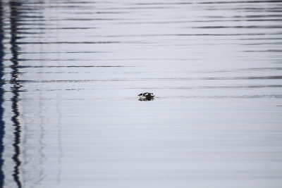 Marbled Murrelet