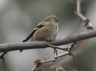 American Goldfinch