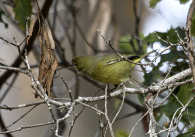 Orange-crowned Warbler