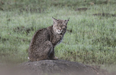 Bobcat