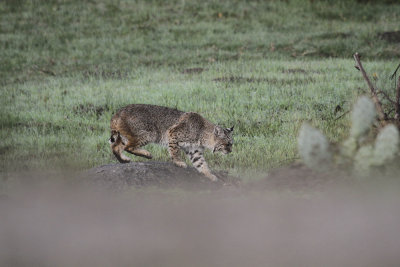 Bobcat