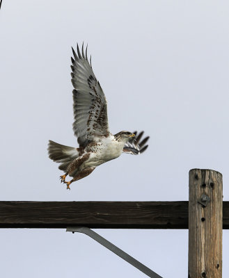 Ferrugenous Hawk