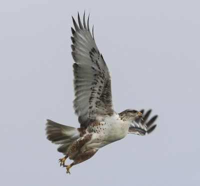 Ferrugenous Hawk