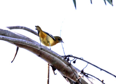 Baltimore Oriole