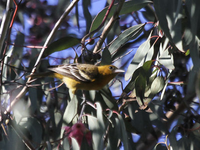 Baltimore Oriole