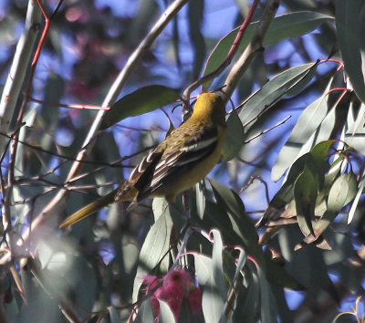 Baltimore Oriole