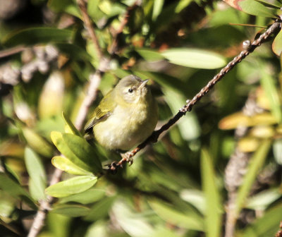Tennessee Warbler