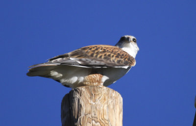 Ferrginous Hawk